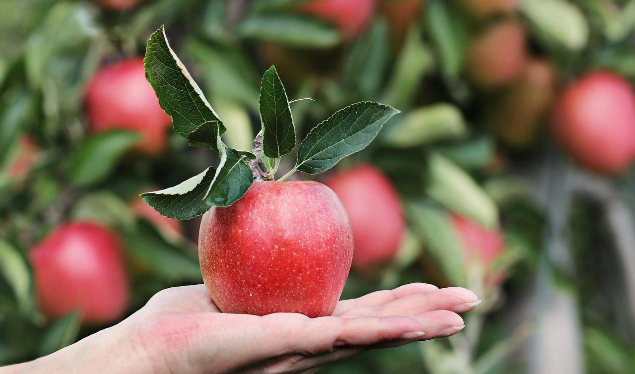 dieta della mela ricette