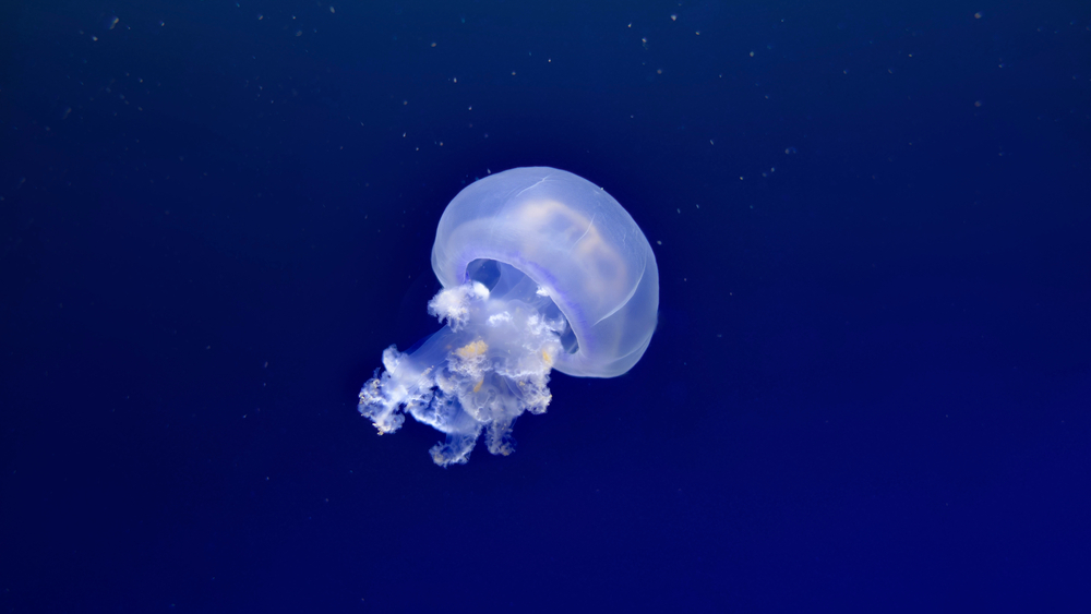 Puntura di medusa rimedi